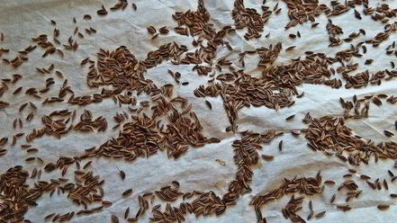 Рецепт сырно-тминного печенье