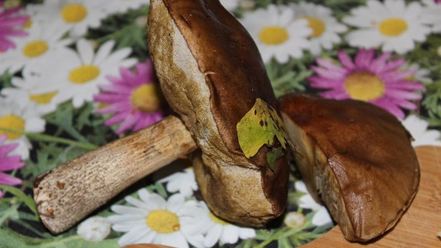 Рецепт жареных пирожков с баклажанами мясом и грибами