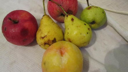 Рецепт шарлотки с яблоками и грушами