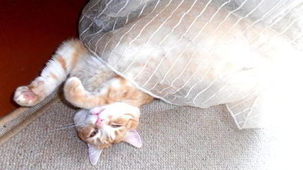 Рецепт штруделя рыбка моя