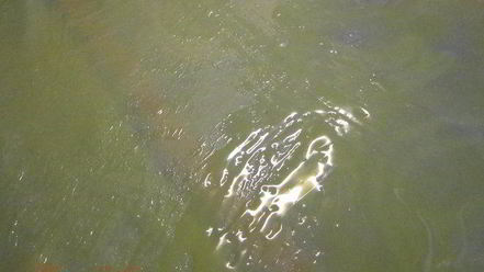 Рецепт штруделя с яблочно-грушевой начинкой