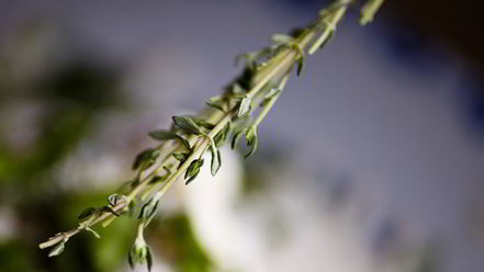 Рецепт соленых сырников с аджикой