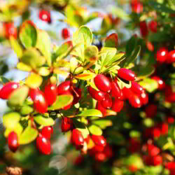 Рецепт Джема из кизила без косточек