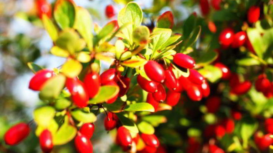 Рецепт джема из кизила без косточек