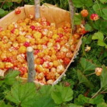 Рецепт Джема из морошки