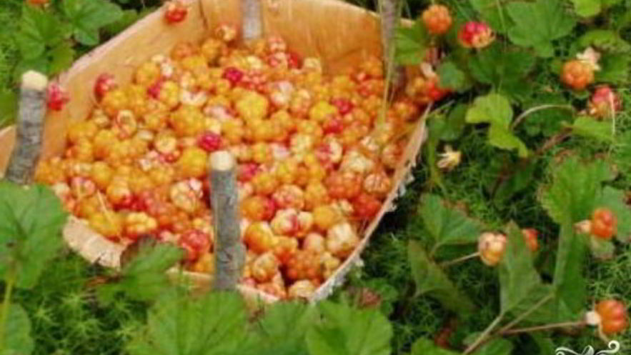 Рецепт джема из морошки