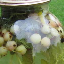 Рецепт Компота из крыжовника Мохито