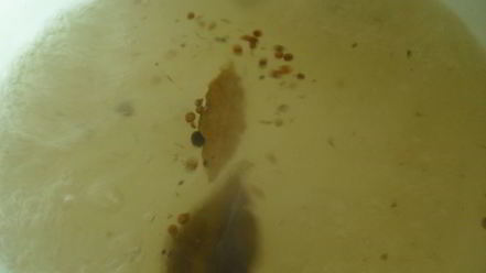 Рецепт быстро маринованная капуста розовый закат