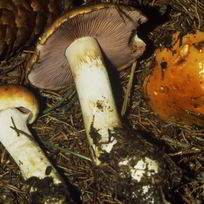 Маринованный желтый паутинник