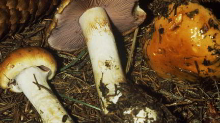 Рецепт Маринованного желтого паутинника