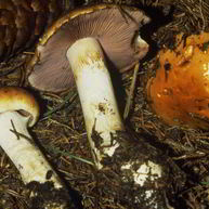 Рецепт Маринованного желтого паутинника