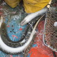 Рецепт Маринованных миног на зиму