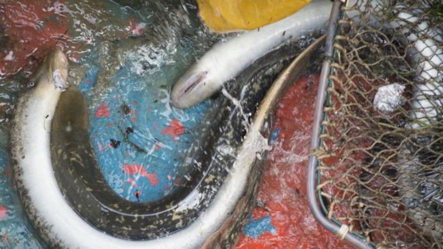 Рецепт маринованных миног на зиму