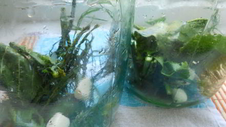 Рецепт маринованных огурцов с семенами горчицы