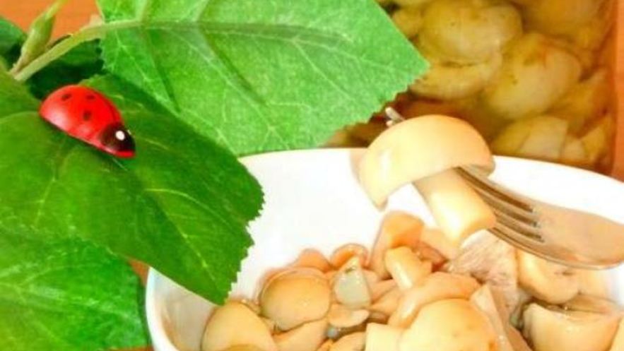 Рецепт маринованных сыроежек