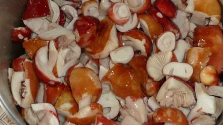 Рецепт маринованных сыроежек