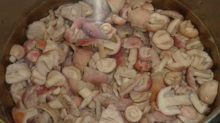 Рецепт маринованных сыроежек