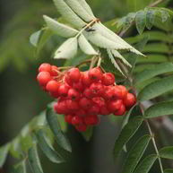 Рецепт Готовима повидло из рябины