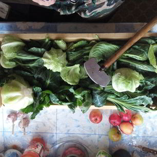 Рецепт Серой квашеной капусты