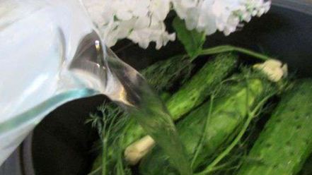 Рецепт малосольных огурчиков в минеральной воде