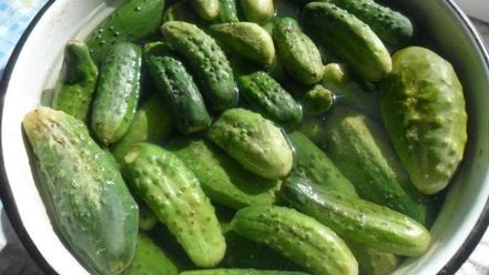 Рецепт малосольных огурцов на зиму