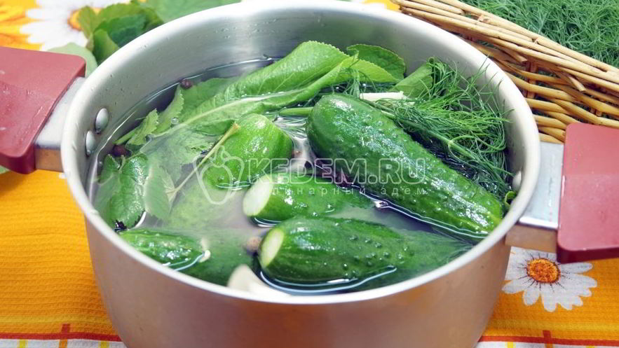 Рецепт малосольных огурцов в кастрюле
