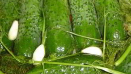 Рецепт малосольных огурцов в холодной воде