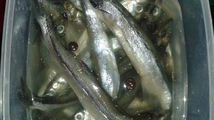 Рецепт мойвы малосольной