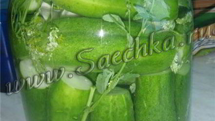 Рецепт огурцов малосольных с дикими травами