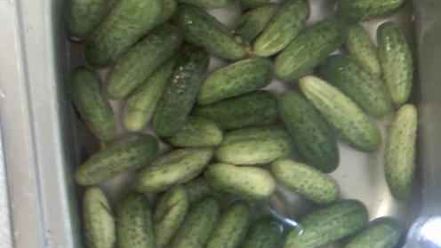 Рецепт огурцов малосольных с эстрагоном