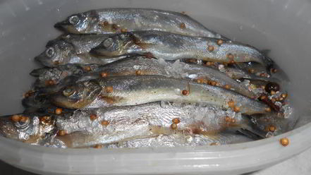 Рецепт соленой мойвы по-домашнему