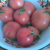 Рецепт Соленых бурых помидоров