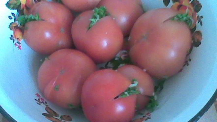 Рецепт соленых бурых помидоров