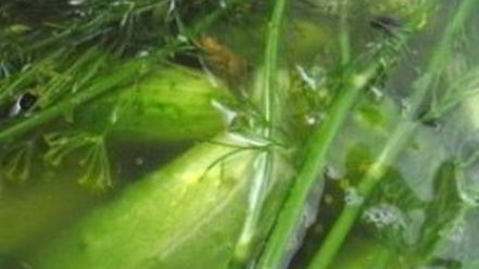 Рецепт закатки малосольных огурцов