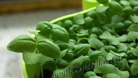 Рецепт клубничного варенья с базиликом