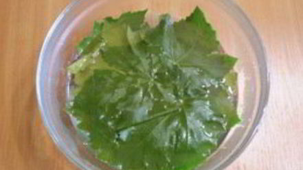 Рецепт виноградных листьев на зиму