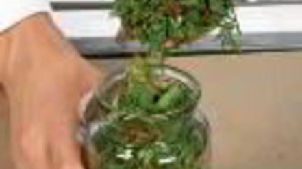 Рецепт заготовки из огородной зелени