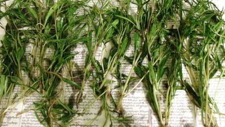 Рецепт заготовки пряности — чабра, эстрагона