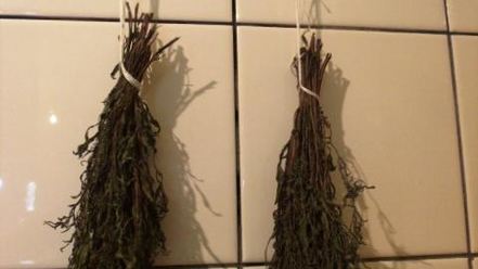 Рецепт заготовки пряности — чабра, эстрагона