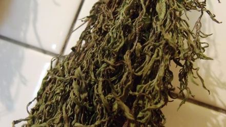 Рецепт заготовки пряности — чабра, эстрагона