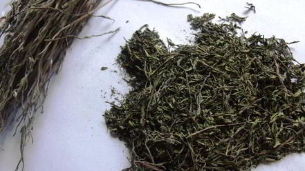 Рецепт заготовки пряности — чабра, эстрагона