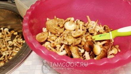 Рецепт засолки опят на зиму горячим способом в банках