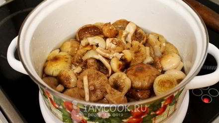 Рецепт засолки опят на зиму горячим способом в банках