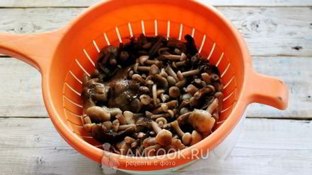 Рецепт засолки опят на зиму горячим способом в банках