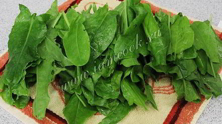 Рецепт засолки щавеля на зиму