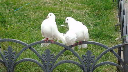 Рецепт походного бутерброда