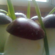 Рецепт Фаршированых яиц с фаршем