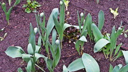 Рецепт сладкого омлета с бананами