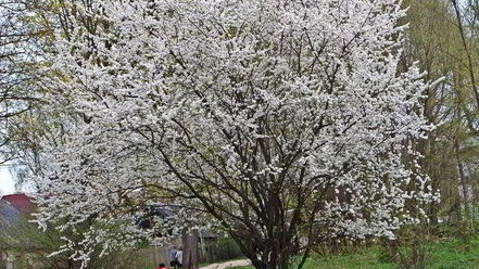 Рецепт сладкого омлета с бананами