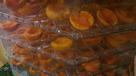 Рецепт сушки абрикосов в электросушилке